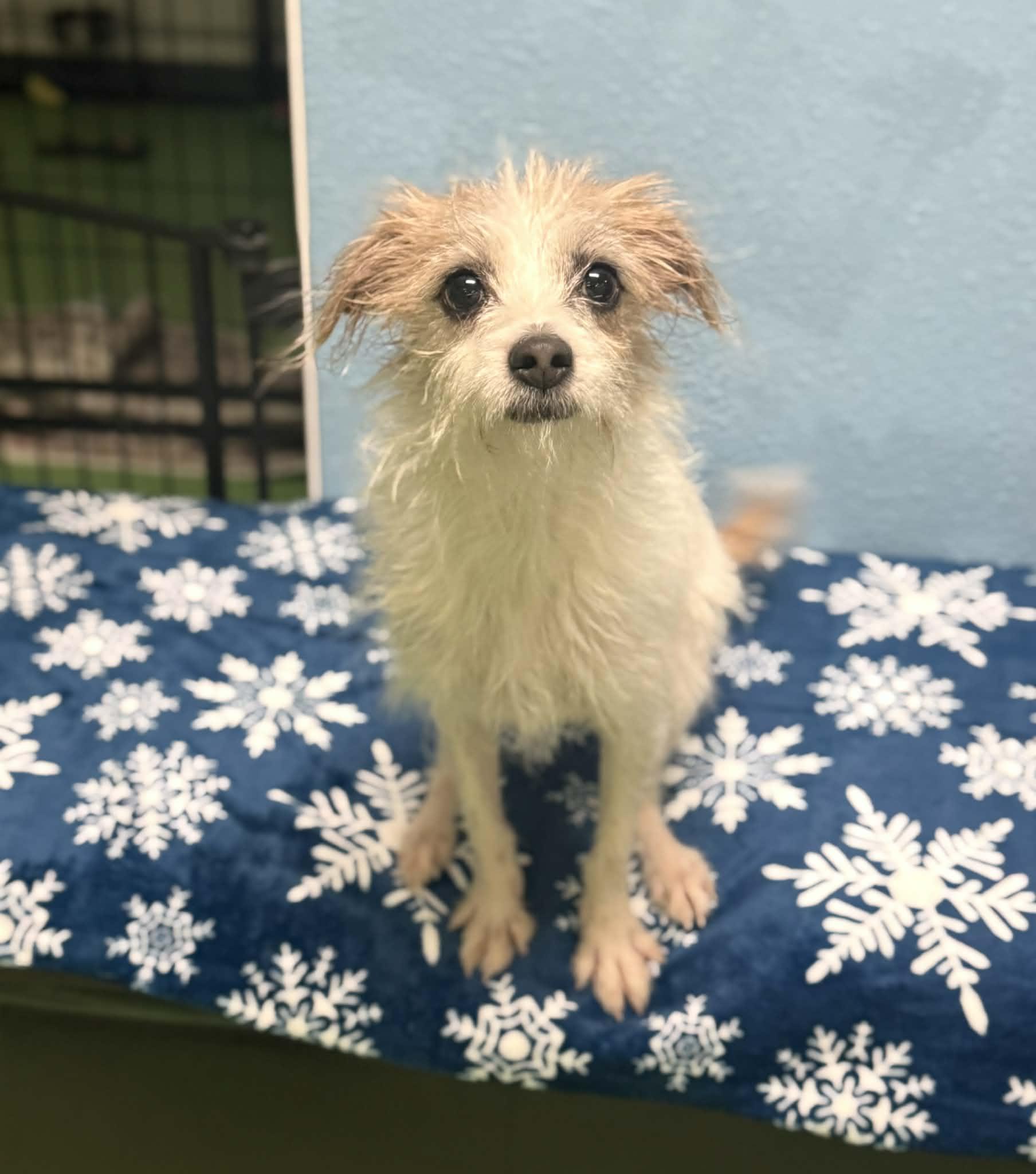 Enlarge Sakura, a ADOPTABLE mixed breed in PHOENIX, AZ image 4/6