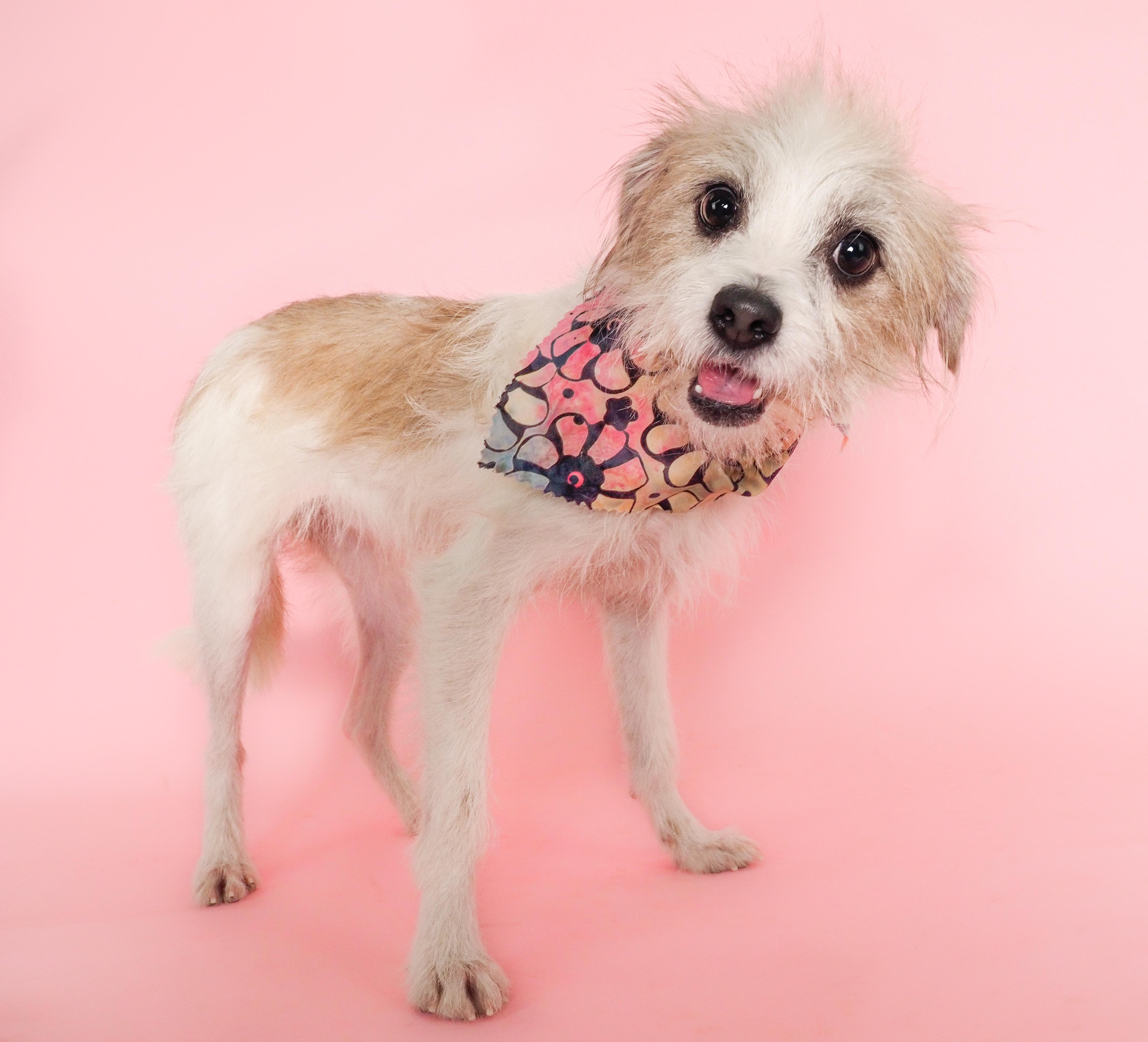 Sakura, ADOPTABLE, Young Female Terrier & Wirehaired Terrier.