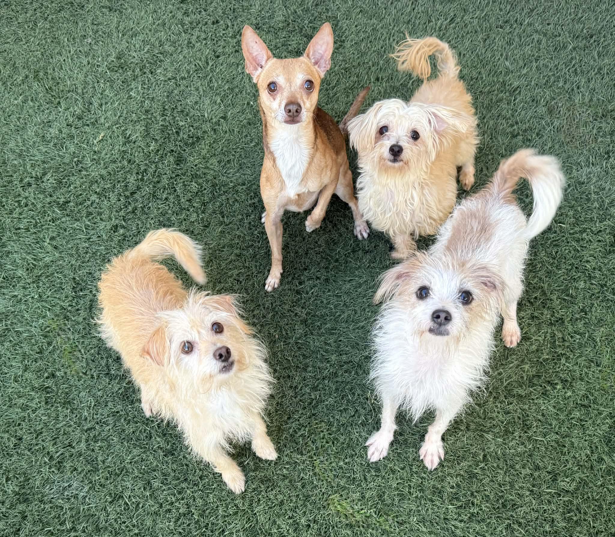 Enlarge Sakura, a ADOPTABLE mixed breed in PHOENIX, AZ image 5/6