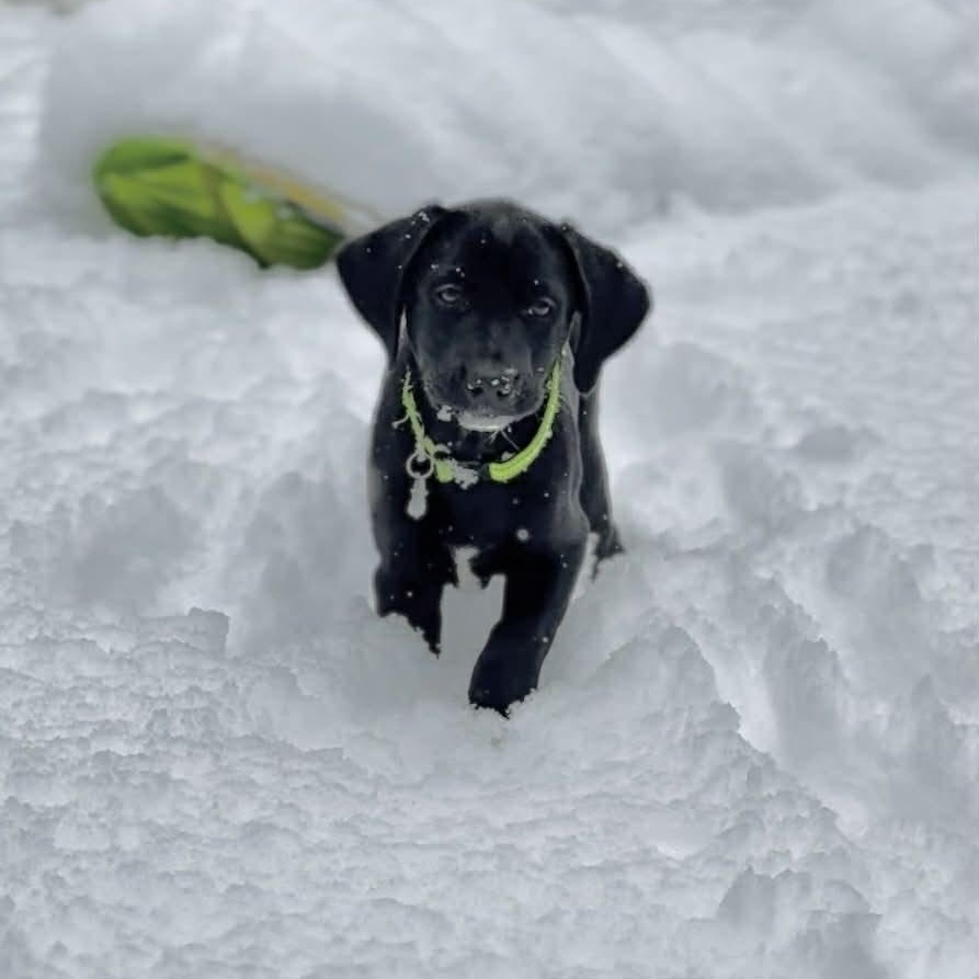 Enlarge Mila, a ADOPTABLE Labrador Retriever in Hatfield, PA image 1/6