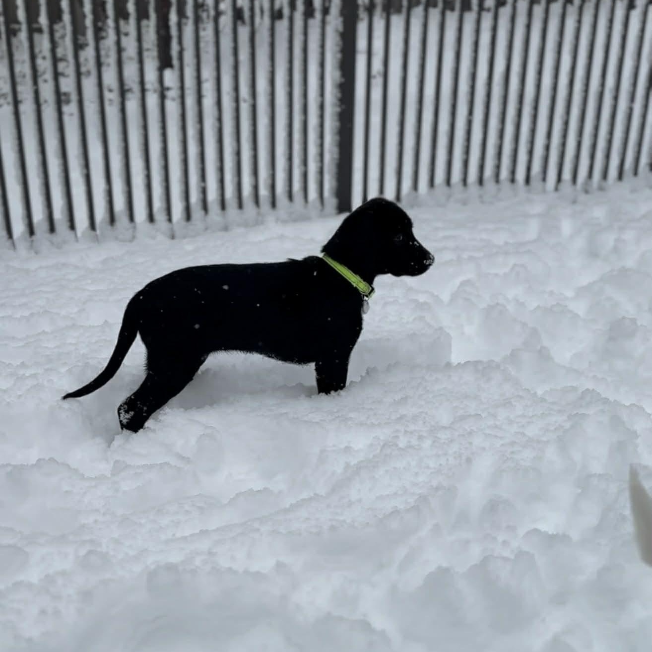 Enlarge Mila, a ADOPTABLE Labrador Retriever in Hatfield, PA image 5/6