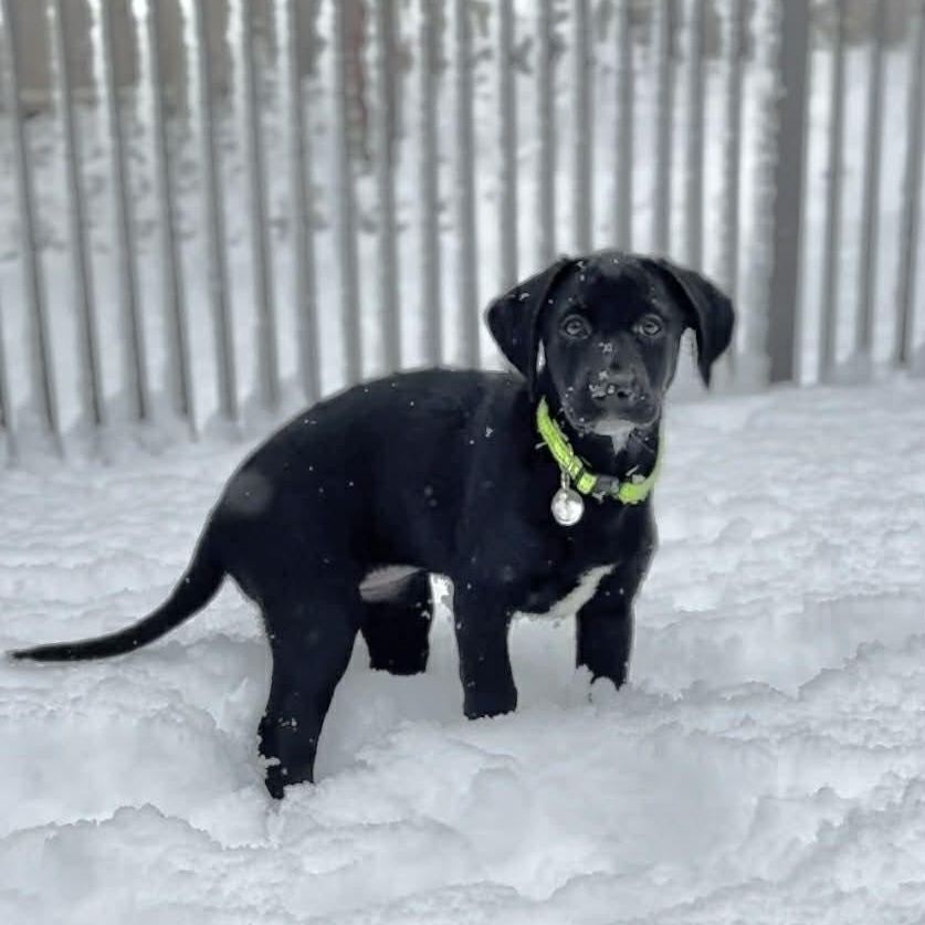 Enlarge Mila, a ADOPTABLE Labrador Retriever in Hatfield, PA image 6/6