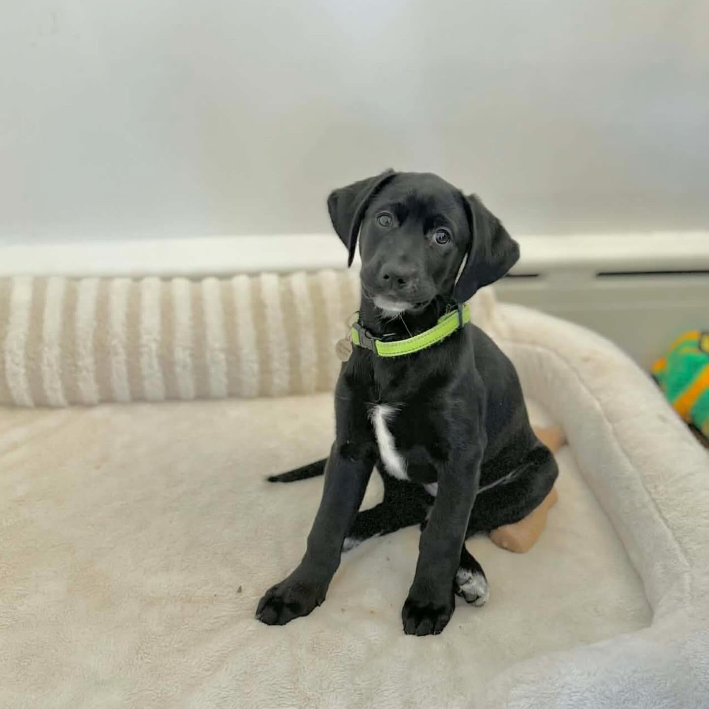 Enlarge Mila, a ADOPTABLE Labrador Retriever in Hatfield, PA image 2/6