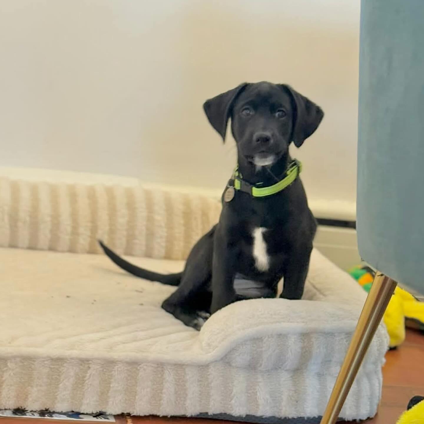 Enlarge Mila, a ADOPTABLE Labrador Retriever in Hatfield, PA image 4/6