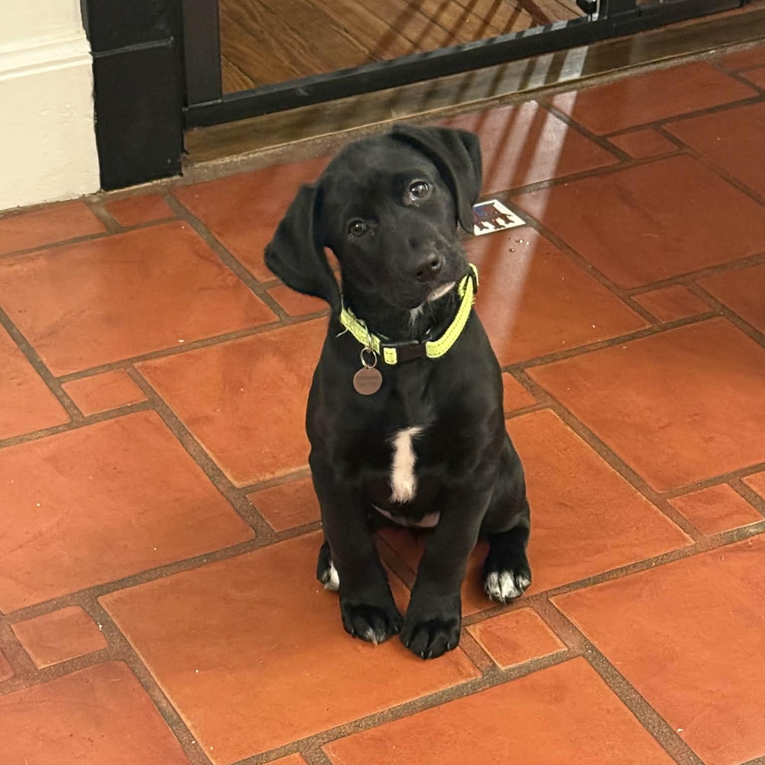 Enlarge Mila, a ADOPTABLE Labrador Retriever in Hatfield, PA image 3/6