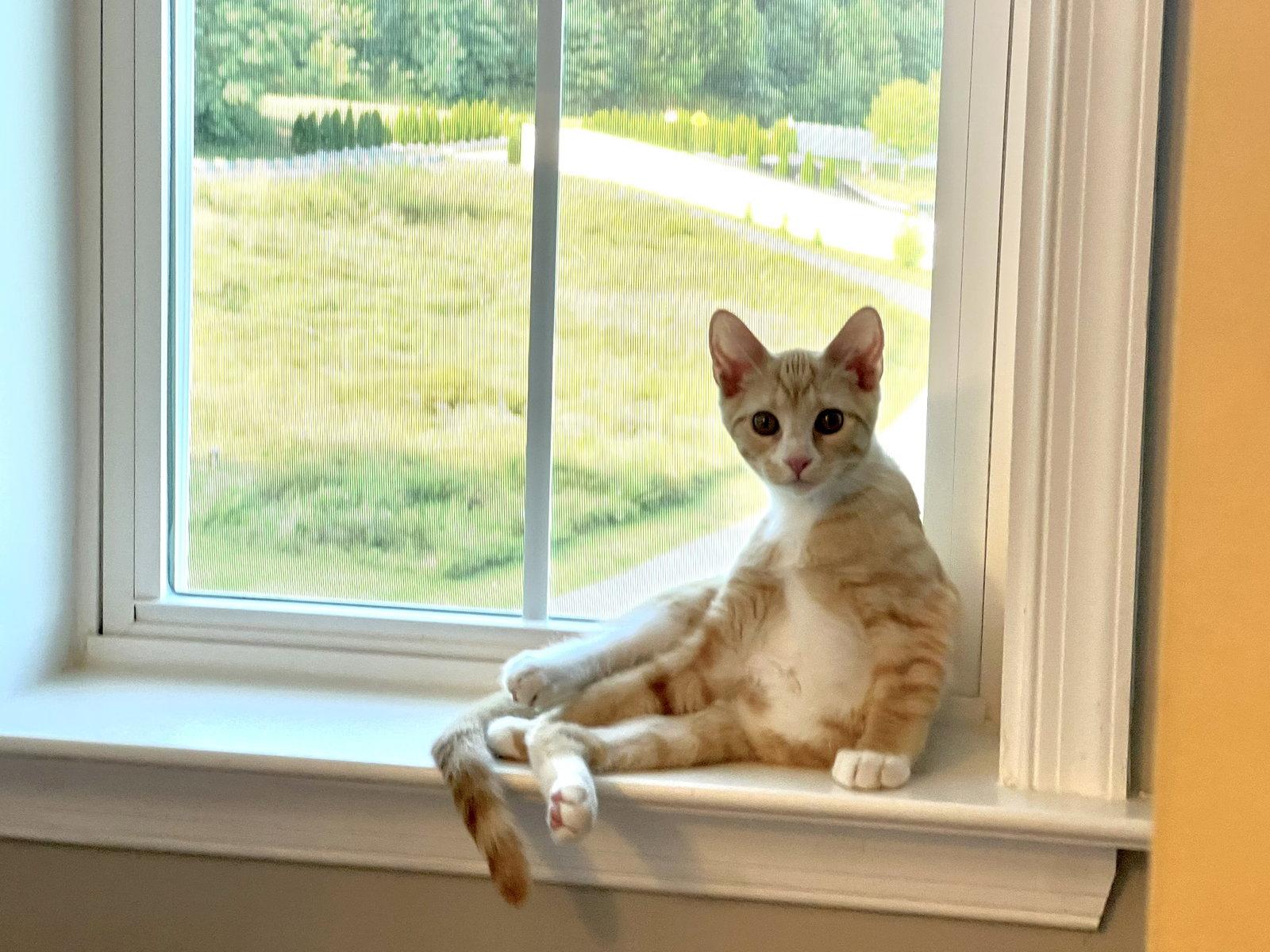Enlarge Lewis, a Adoptable Domestic Short Hair in Lutherville, MD image 1/3