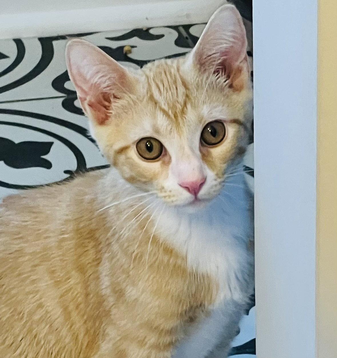Enlarge Lewis, a Adoptable Domestic Short Hair in Lutherville, MD image 2/3