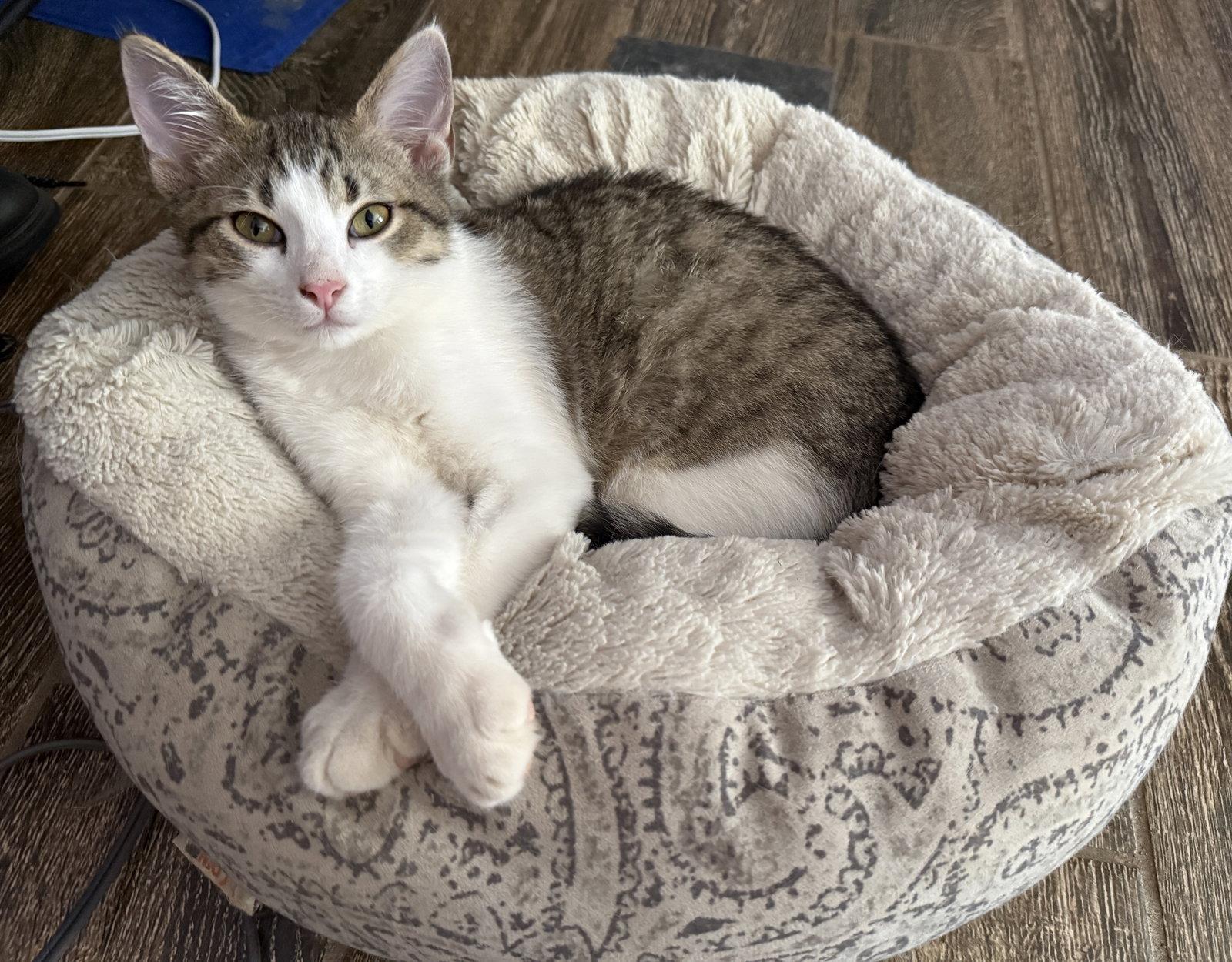 Theo, Adoptable, Kitten Male Tabby & Domestic Short Hair.