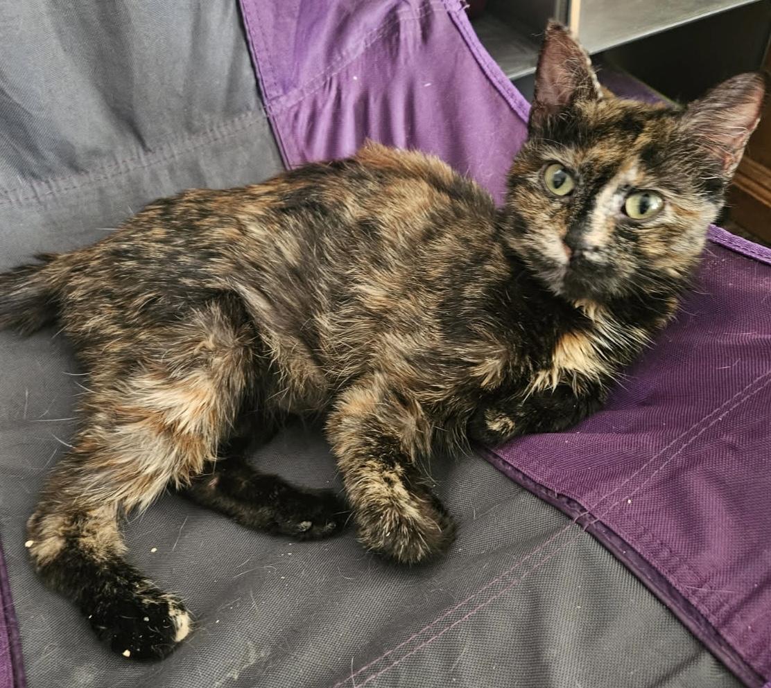 Dopple, a ADOPTABLE mixed breed in Santa Clarita, CA image 1/3