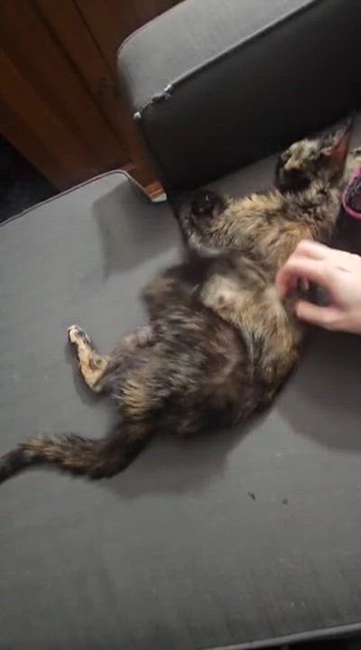 Enlarge Dopple, a ADOPTABLE mixed breed in Santa Clarita, CA video 3/3