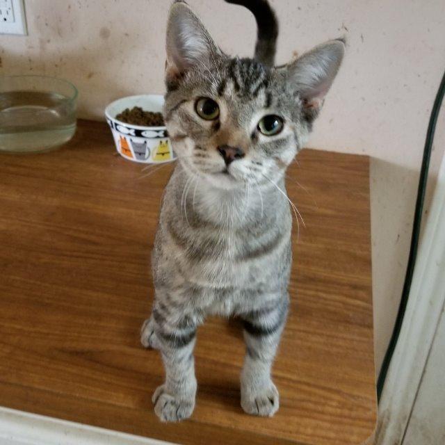 Enlarge Poppie, a Adoptable mixed breed in Houston, TX image 1/6