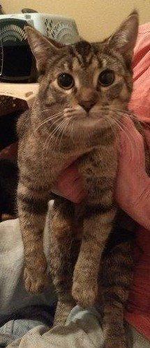 Enlarge Poppie, a Adoptable mixed breed in Houston, TX image 2/6