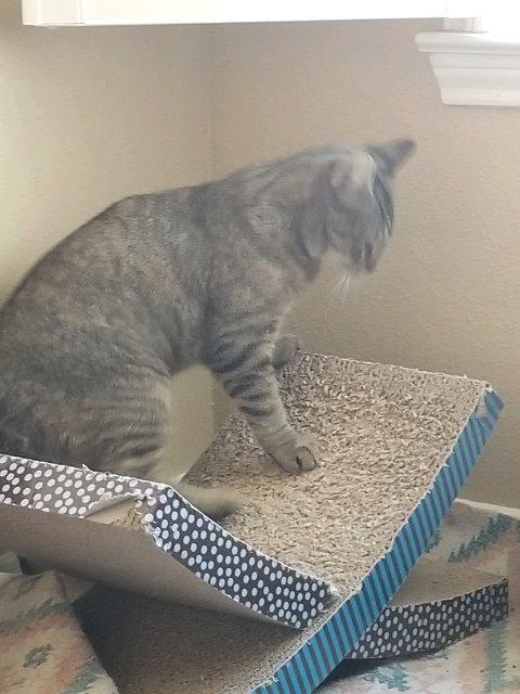 Enlarge Poppie, a Adoptable mixed breed in Houston, TX image 3/6