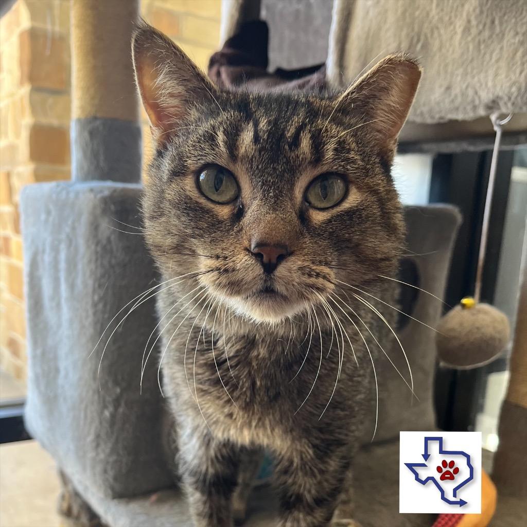 Enlarge Poppie, a Adoptable mixed breed in Houston, TX image 4/6