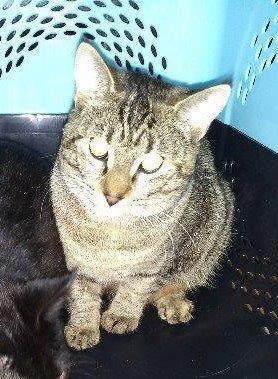 Enlarge Poppie, a Adoptable mixed breed in Houston, TX image 5/6