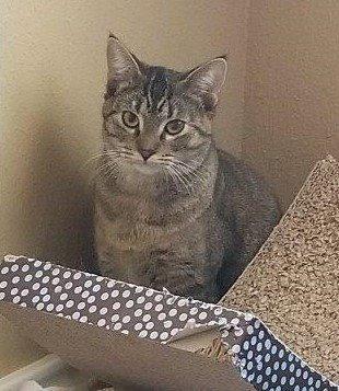 Enlarge Poppie, a Adoptable mixed breed in Houston, TX image 6/6