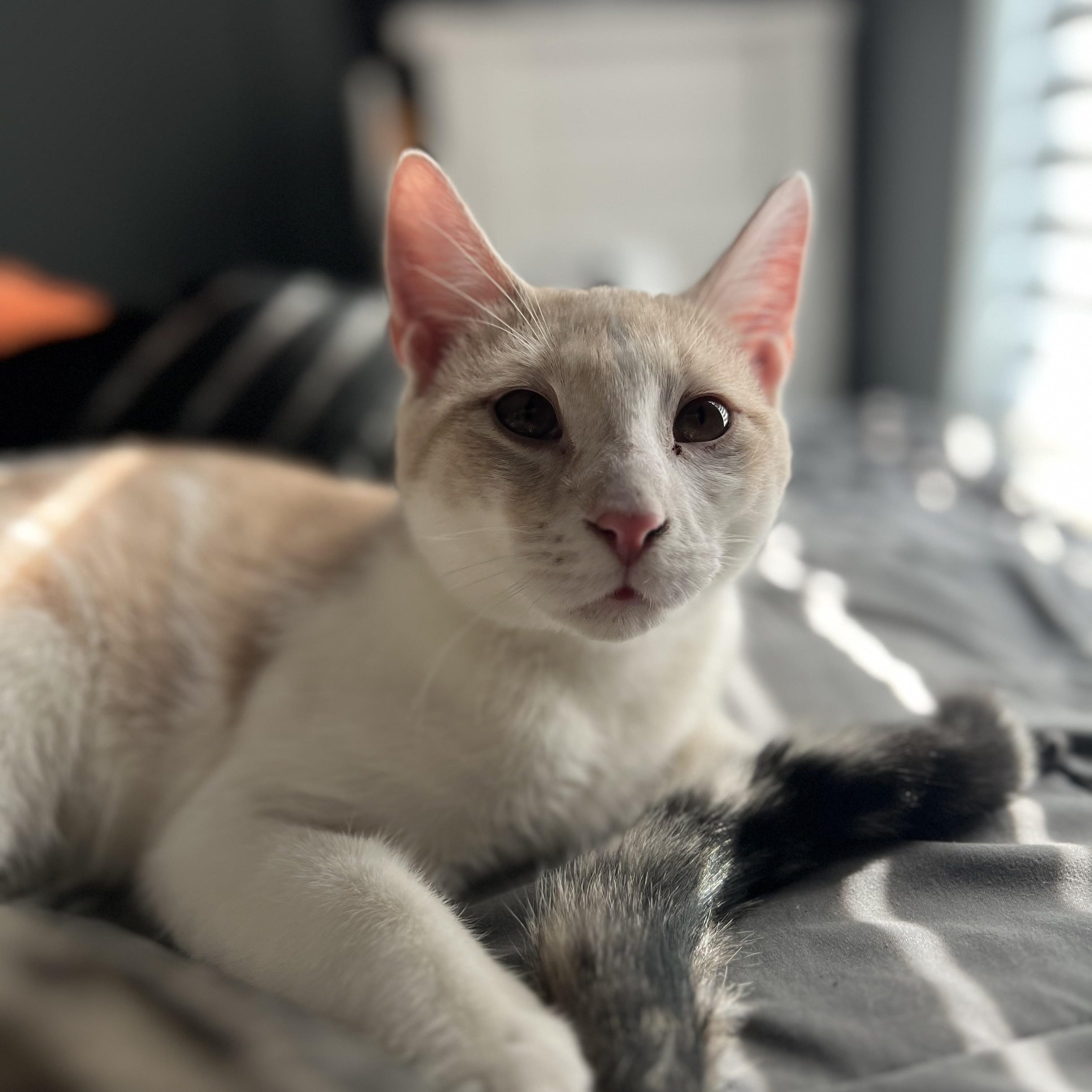 Clyde $95, a Adoptable mixed breed in Seneca, SC image 1/3