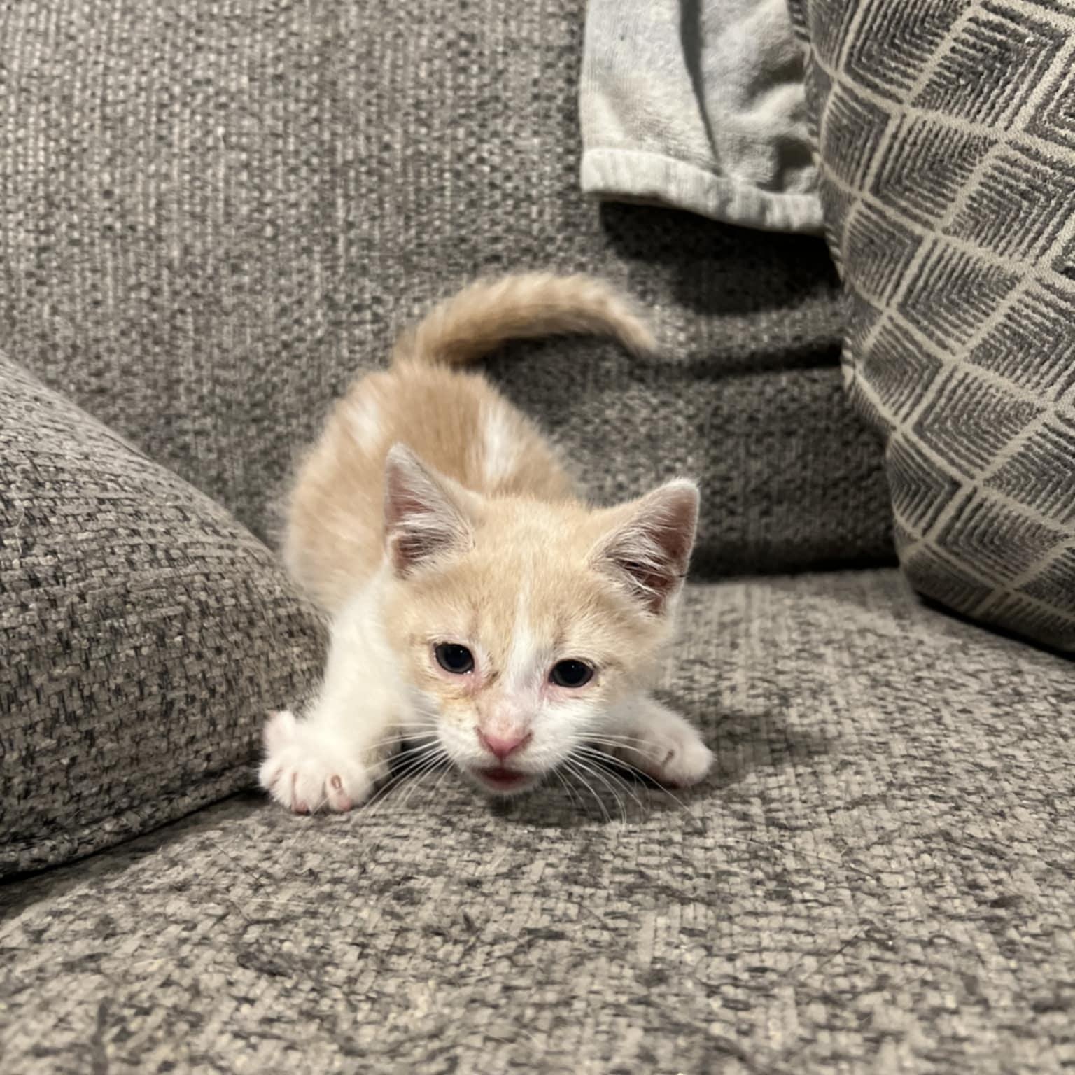 Clyde $95, Adoptable, Kitten Male Domestic Short Hair.