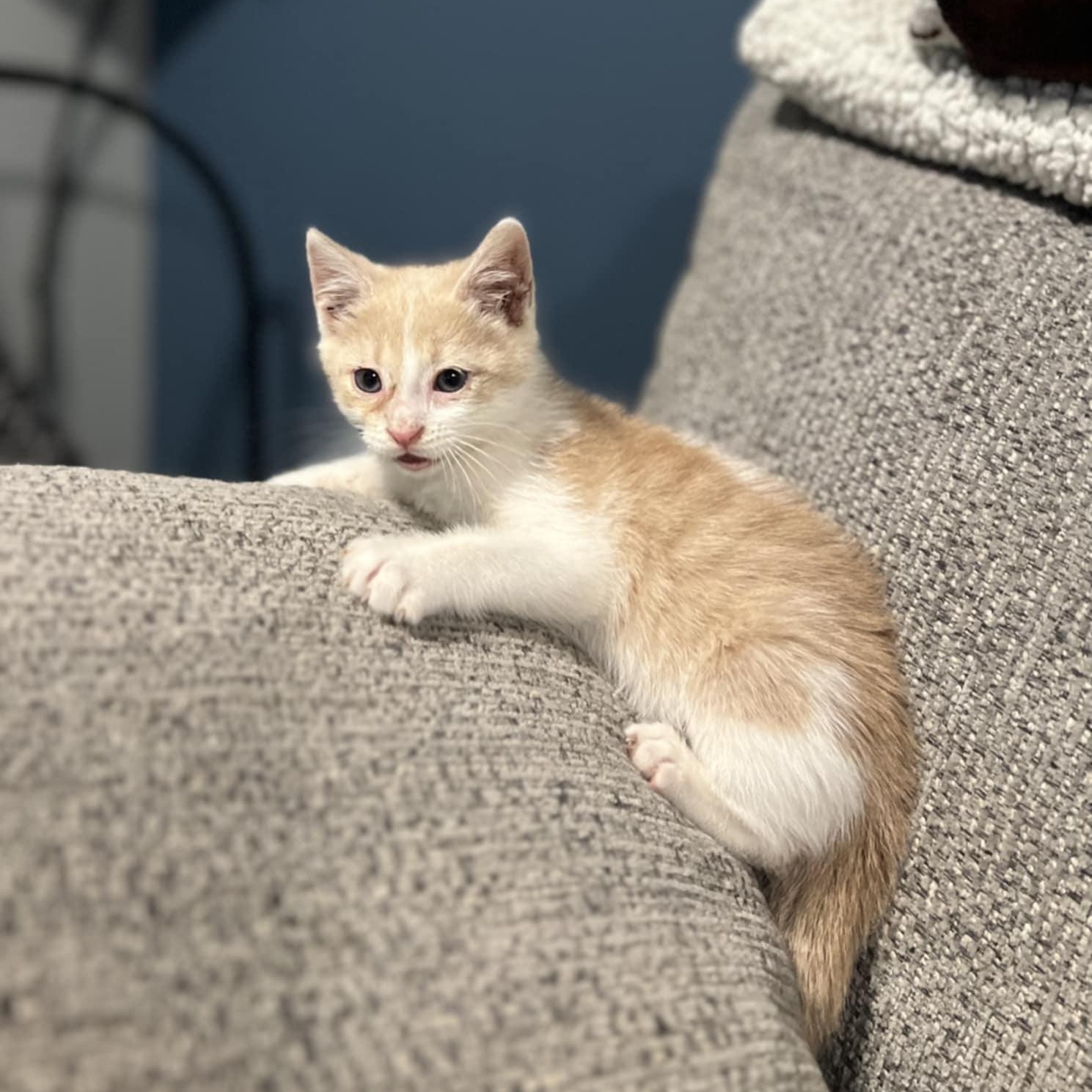 Clyde $95, a Adoptable mixed breed in Seneca, SC image 3/3