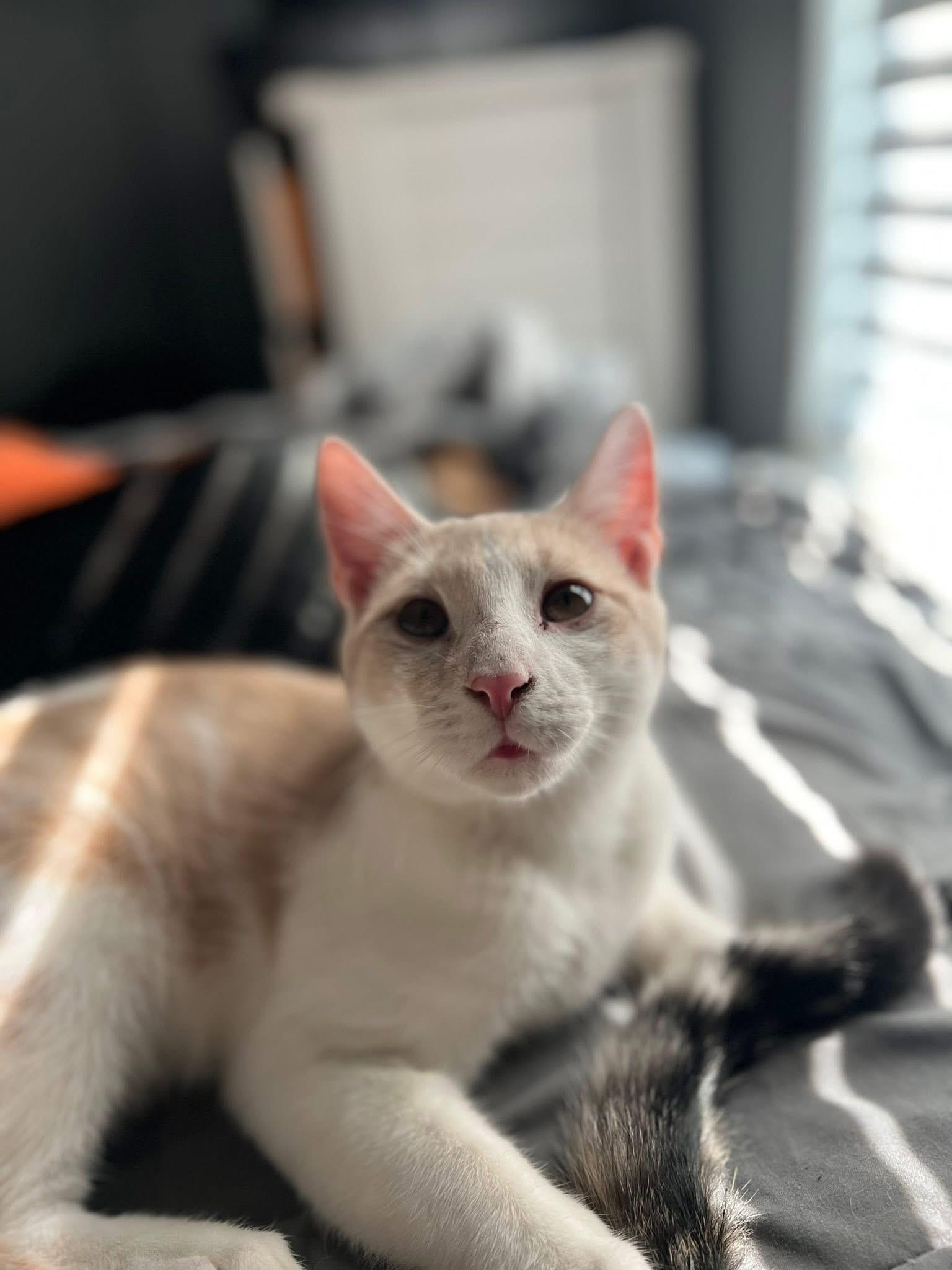 Clyde $95, Adoptable, Young Male Domestic Short Hair.