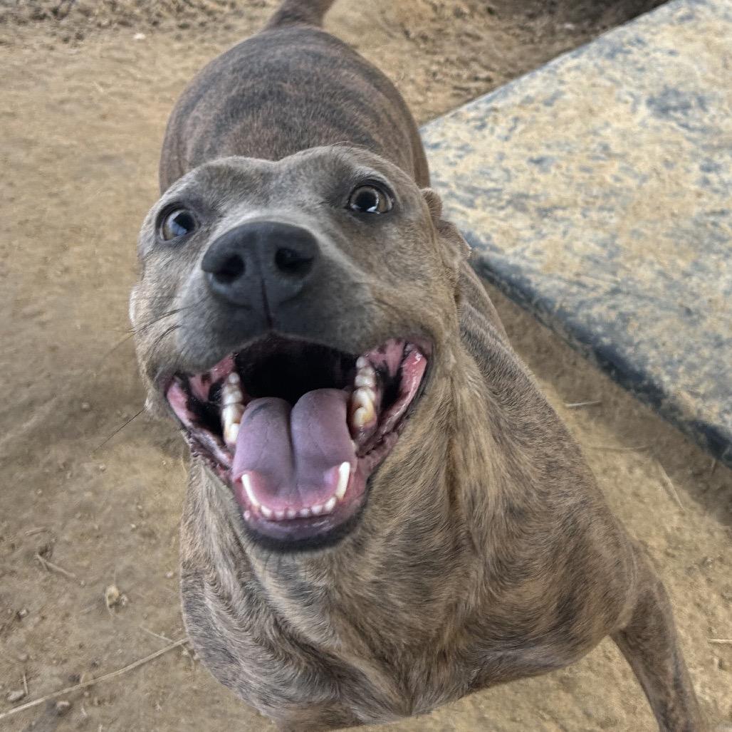 Enlarge Pretty, a Adoptable Mountain Cur in West Point, MS image 1/6