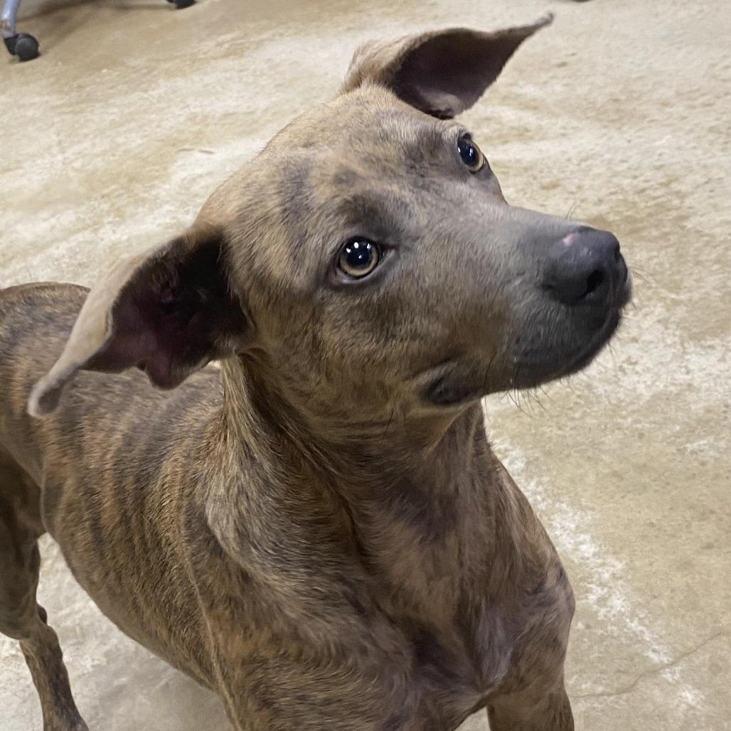Enlarge Pretty, a Adoptable Mountain Cur in West Point, MS image 2/6