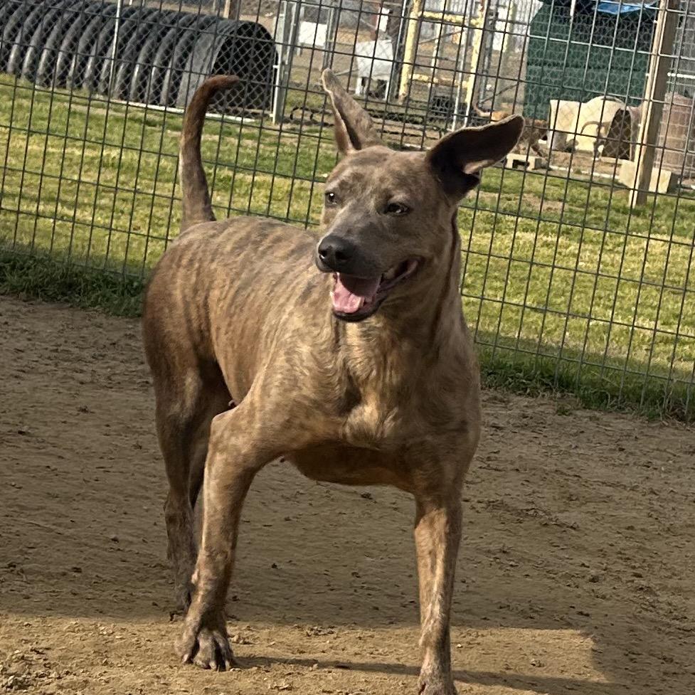 Enlarge Pretty, a Adoptable Mountain Cur in West Point, MS image 3/6