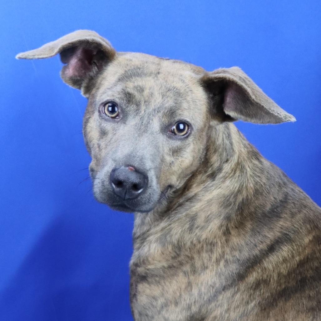 Enlarge Pretty, a Adoptable Mountain Cur in West Point, MS image 4/6
