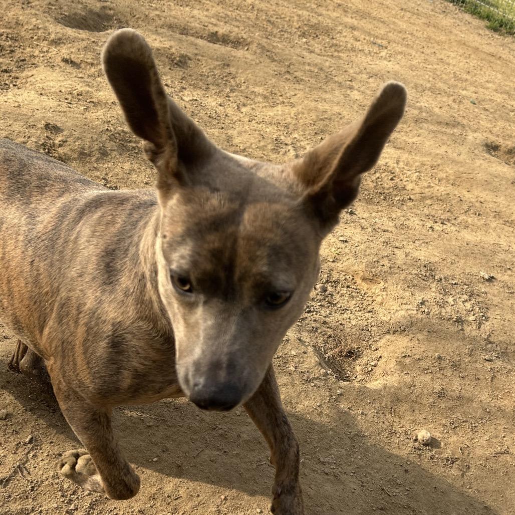 Enlarge Pretty, a Adoptable Mountain Cur in West Point, MS image 5/6
