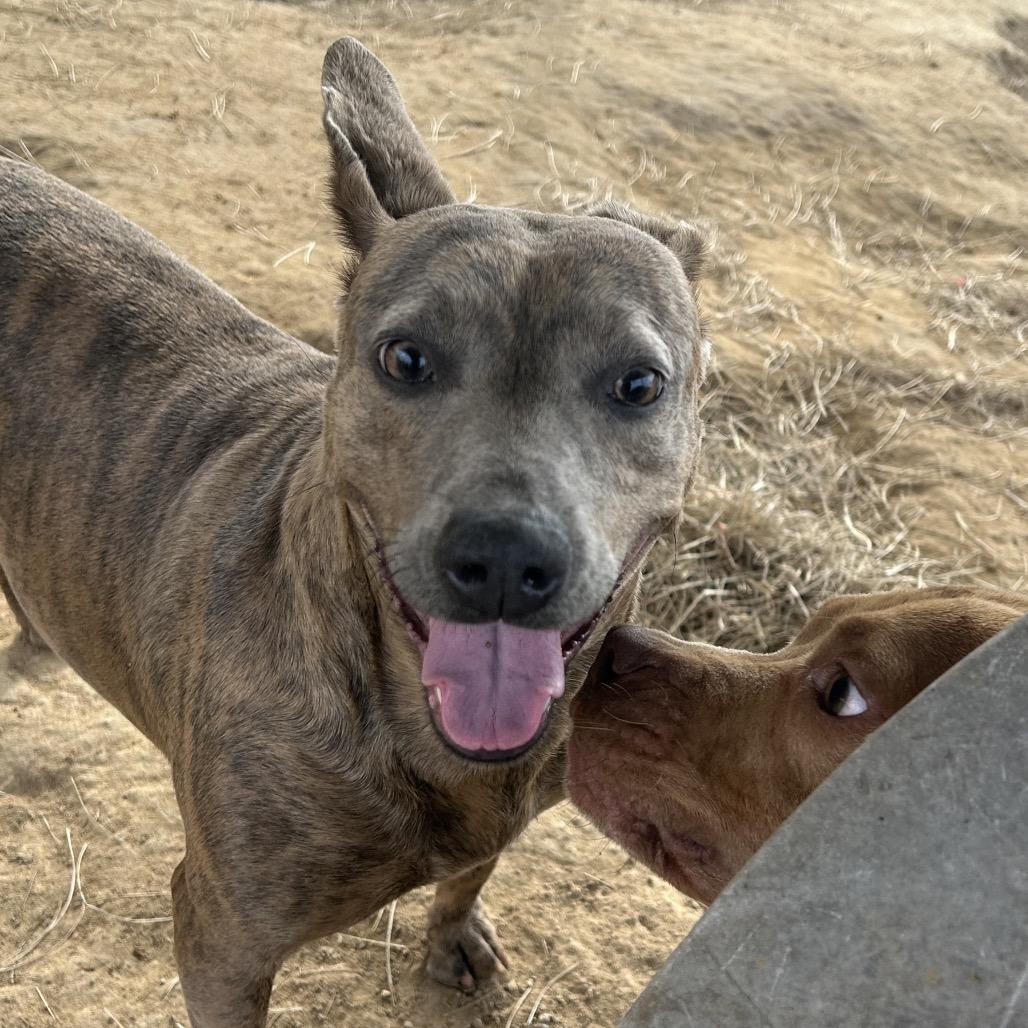 Enlarge Pretty, a Adoptable Mountain Cur in West Point, MS image 6/6