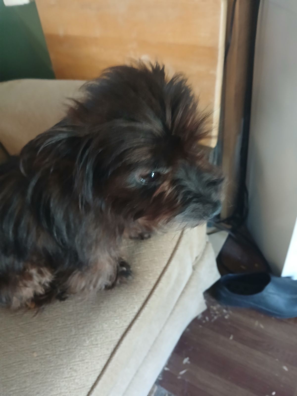 Enlarge Pepper, a Adopted Yorkshire Terrier in Lufkin, TX image 2/2