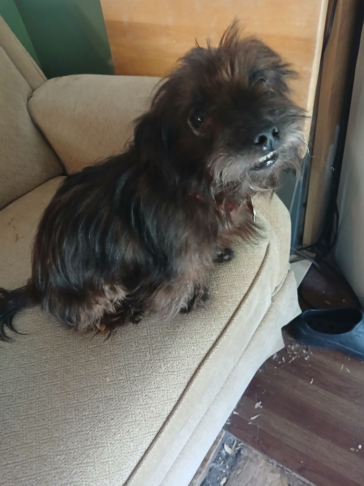 Enlarge Pepper, a Adopted Yorkshire Terrier in Lufkin, TX image 1/2