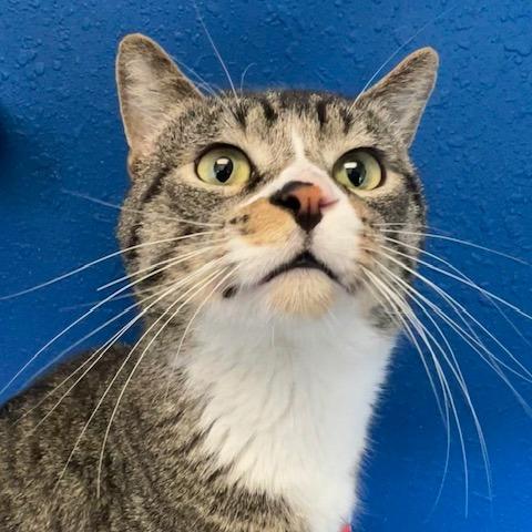 Atlas, a Adoptable Domestic Short Hair in Chaska, MN image 1/6