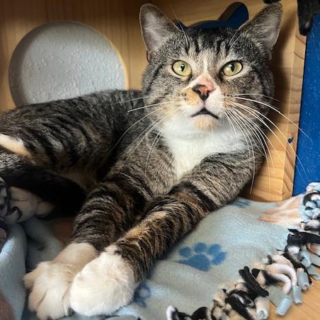 Atlas, Adoptable, Young Male Domestic Short Hair.