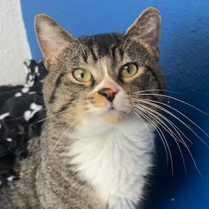 Enlarge Atlas, a Adoptable Domestic Short Hair in Chaska, MN image 3/6