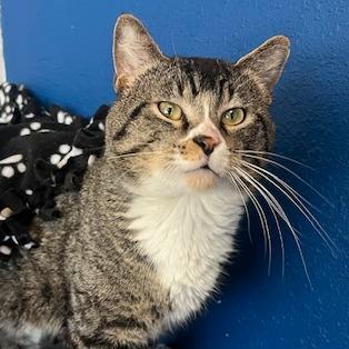 Enlarge Atlas, a Adoptable Domestic Short Hair in Chaska, MN image 4/6