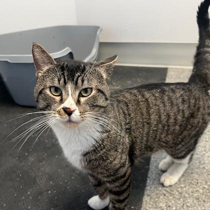 Enlarge Atlas, a Adoptable Domestic Short Hair in Chaska, MN image 5/6
