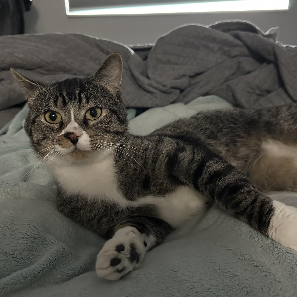 Atlas, a Adoptable Domestic Short Hair in Chaska, MN image 5/6