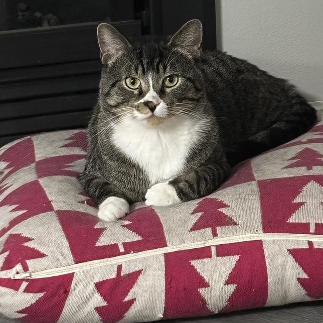 Atlas, a Adoptable Domestic Short Hair in Chaska, MN image 6/6