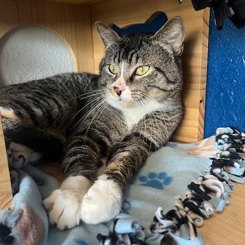 Enlarge Atlas, a Adoptable Domestic Short Hair in Chaska, MN image 6/6