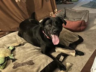 Enlarge Blue, an adopted mixed breed in Aurora, IL image 1/2
