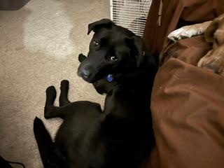 Enlarge Blue, an adopted mixed breed in Aurora, IL image 2/2