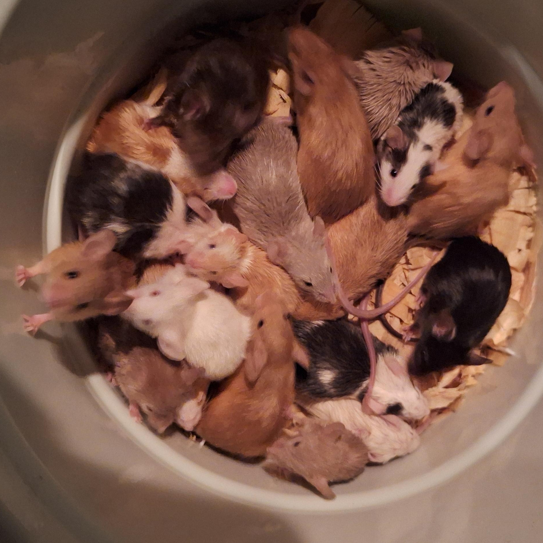 Mice, Adoptable, Young Female Mouse.