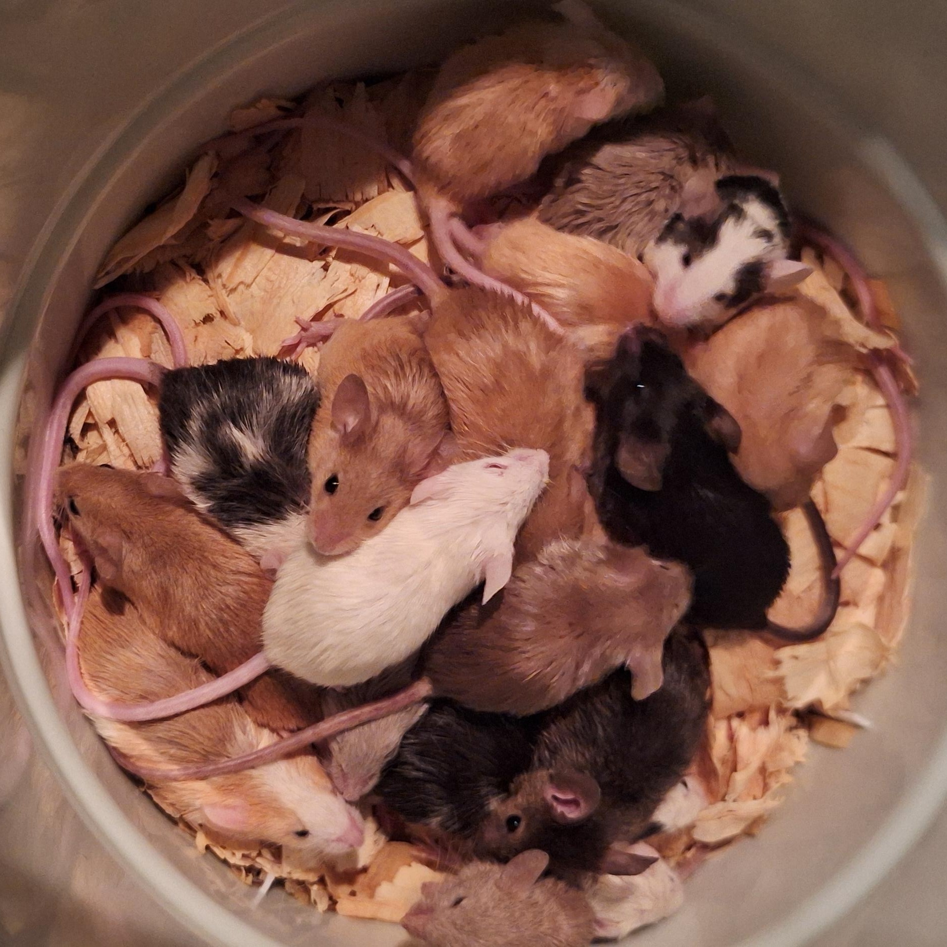 Enlarge Mice, a Adoptable Mouse in Donna, TX image 2/2