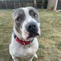 Theo, Adoptable, Adult Male Mixed Breed.