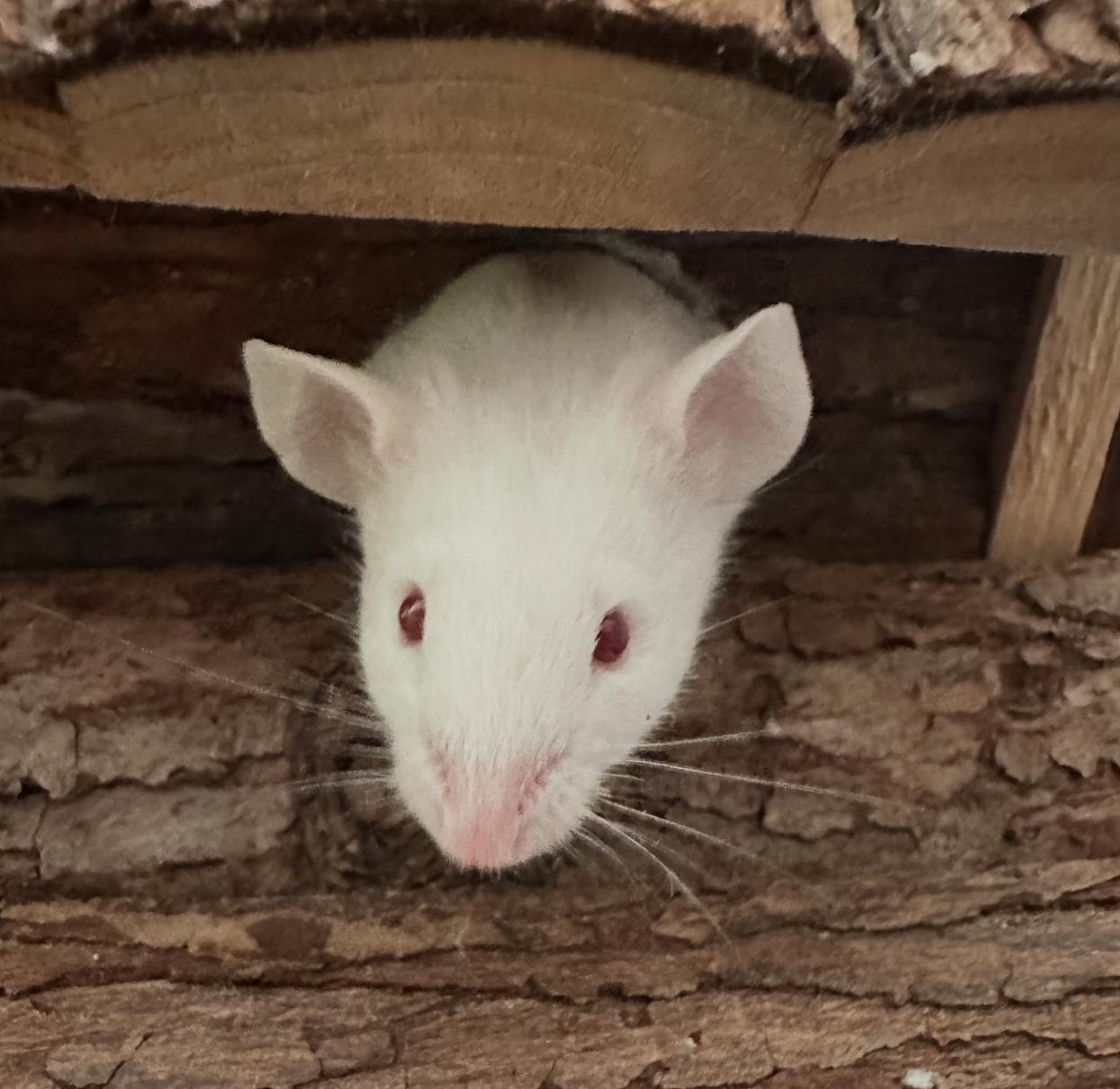 Enlarge Popcorn, a ADOPTABLE Mouse in Minneapolis, MN image 3/3