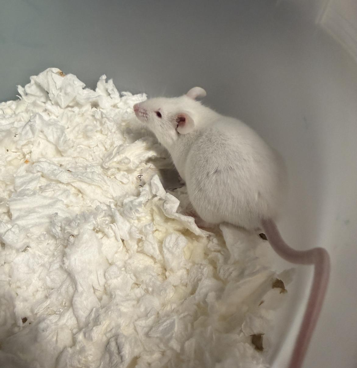 Popcorn, ADOPTABLE, Young Male Mouse.