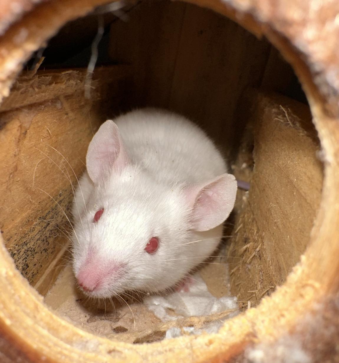 Enlarge Popcorn, a ADOPTABLE Mouse in Minneapolis, MN image 1/3