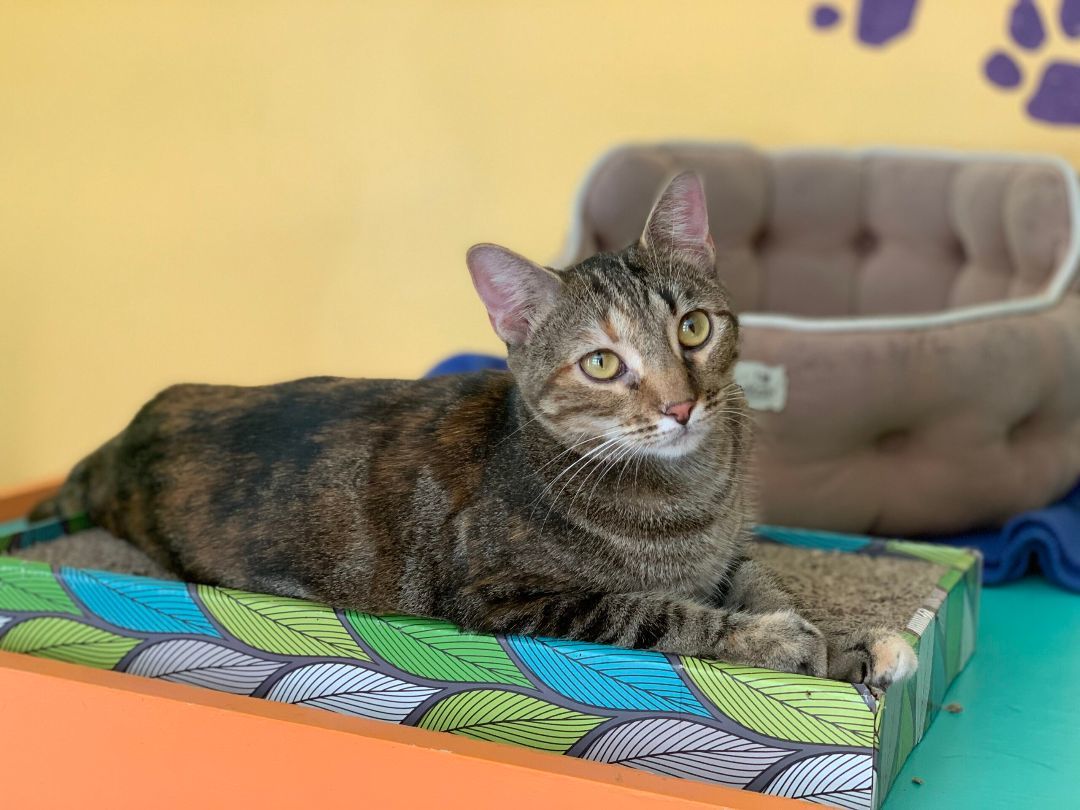 Enlarge Chicklets, a Adoptable Domestic Short Hair in Topeka, KS image 2/2