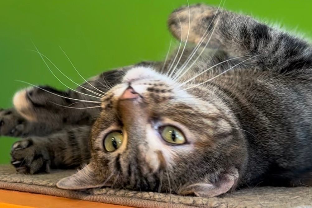 Chicklets, Adoptable, Adult Female Domestic Short Hair.